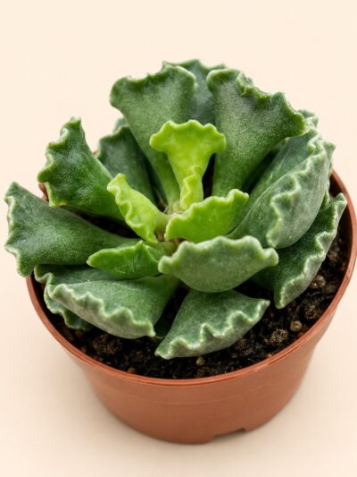 Адромискус кристатус / Adromischus cristatus