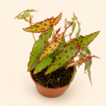 Бегония Амфиоксус / Begonia Amphioxus