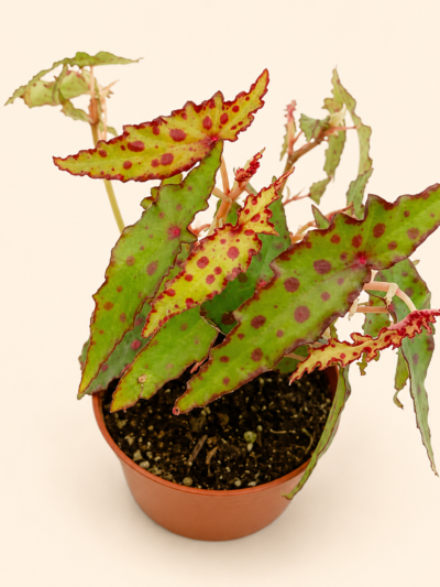 Бегония Амфиоксус / Begonia Amphioxus