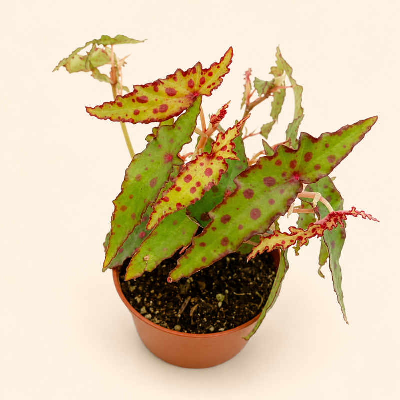Бегония Амфиоксус / Begonia Amphioxus