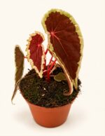 Бегония Бараменсис / Begonia Baramensis