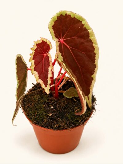 Бегония Бараменсис / Begonia Baramensis