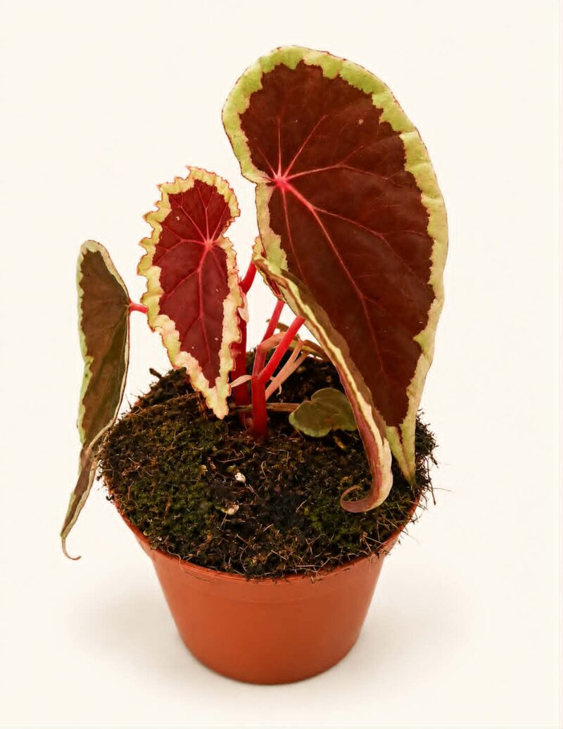 Бегония Бараменсис / Begonia Baramensis