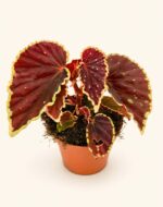 Бегония дардвейдъриана „Грийн Спот“ / Begonia Darthvaderiana Green Spot