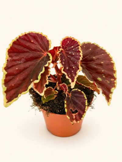 Бегония дардвейдъриана „Грийн Спот“ / Begonia Darthvaderiana Green Spot