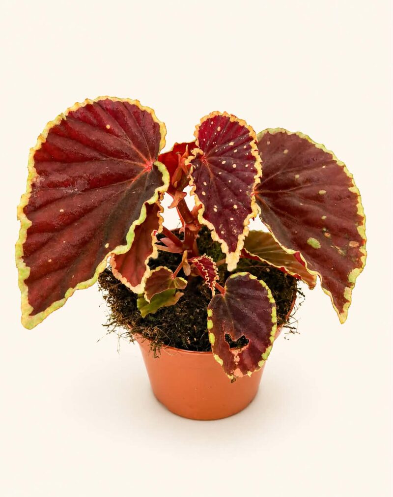 Бегония дардвейдъриана „Грийн Спот“ / Begonia Darthvaderiana Green Spot