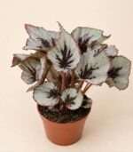 Begonia Evening Glow / Бегония „Ивнинг Глоу“ / Бегония „Вечерно сияние“