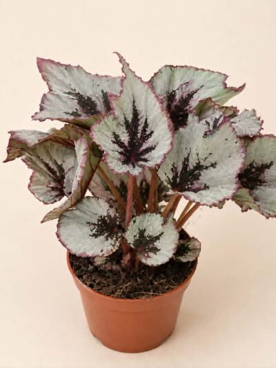 Begonia Evening Glow / Бегония „Ивнинг Глоу“ / Бегония „Вечерно сияние“