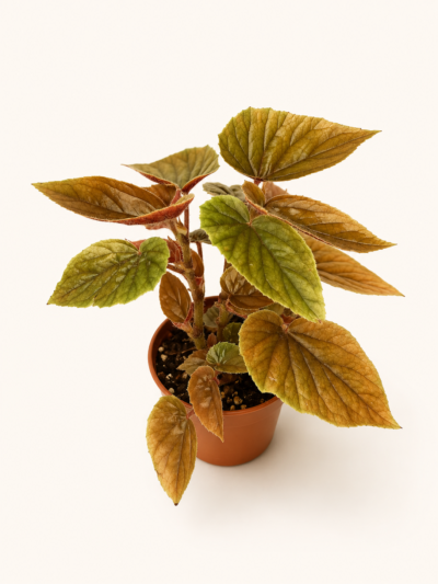 Бегония инкарната Металика / Begonia incarnata Metallica