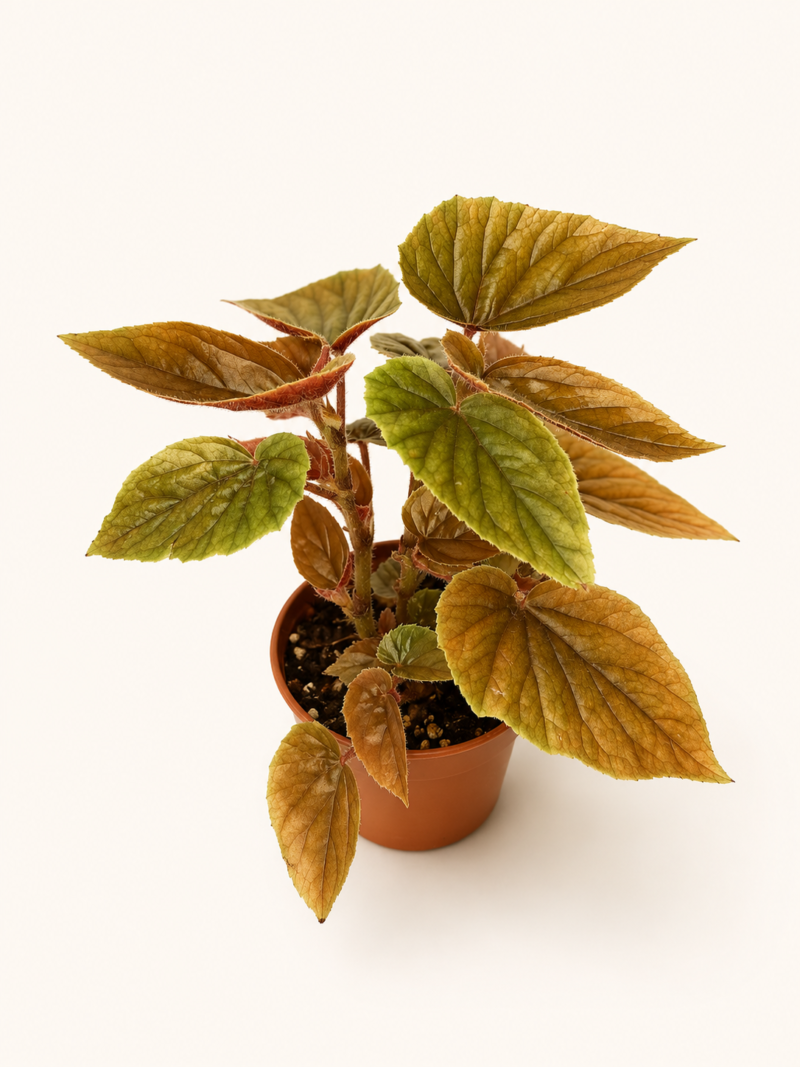 Бегония инкарната Металика / Begonia incarnata Metallica