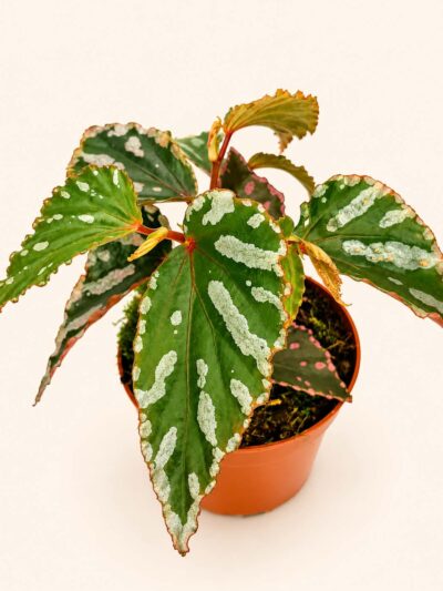begonia-jalau-dmplantsbg-01