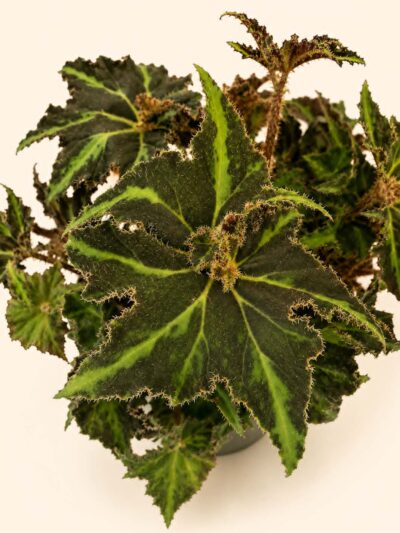 begonia-lion-dance-dmplantsbg
