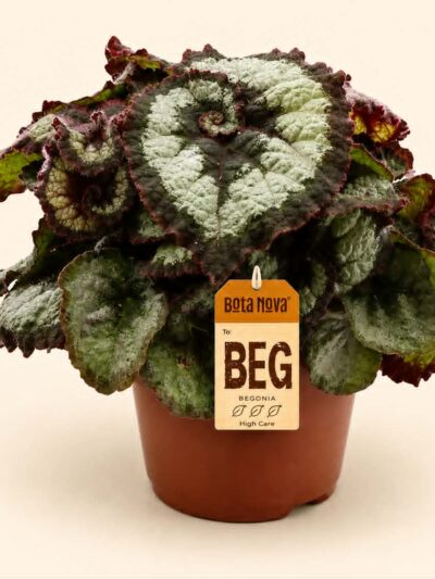 Begonia Prinsess Hanover / Бегония „Принцес Хановер“ / „Принцесата на Хановер“