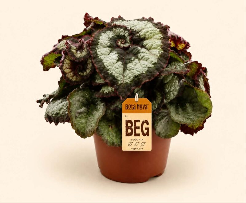 Begonia Prinsess Hanover / Бегония „Принцес Хановер“ / „Принцесата на Хановер“