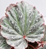 Begonia Snow Hare / Бегония „Сноу Хеър“ / Бегония „Снежен заек“