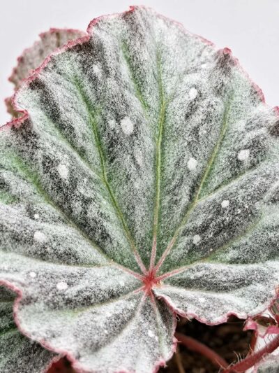 begonia-snow-hare-dmplantsbg-02