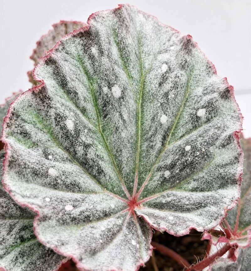 Begonia Snow Hare / Бегония „Сноу Хеър“ / Бегония „Снежен заек“
