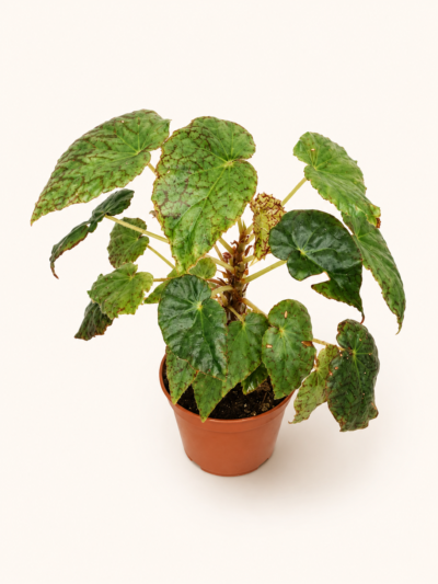 Бегония стригилоса / Begonia strigillosa