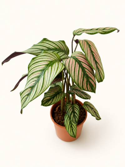Калатея Маджестика 'Уайт Стар' / Calathea majestica 'White Star'