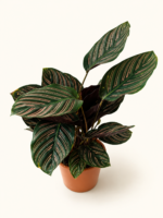 Калатея Орната / Calathea Ornata