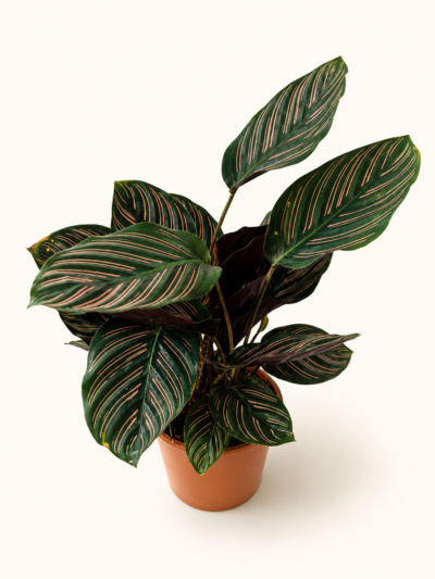 Калатея Орната / Calathea Ornata