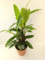 Калатея руфибарба / Calathea rufibarba