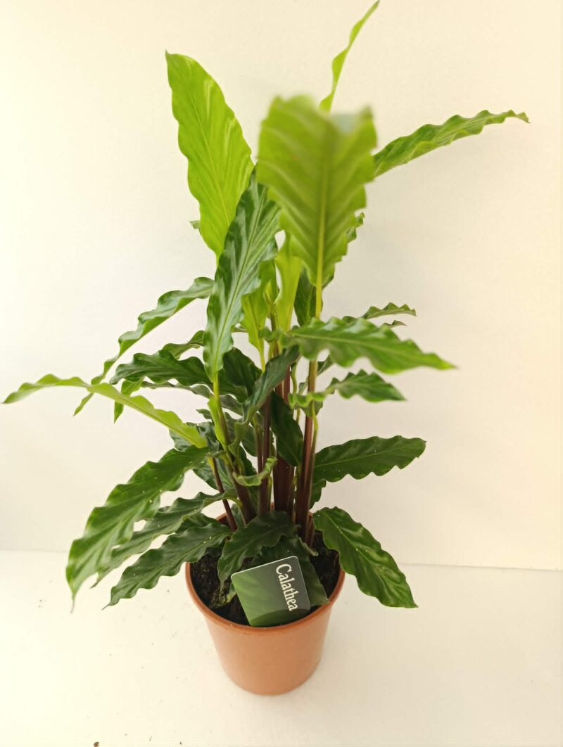 Калатея руфибарба / Calathea rufibarba