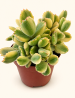 Cotyledon ladysmithiensis / Котиледон Ледисмитиенсис
