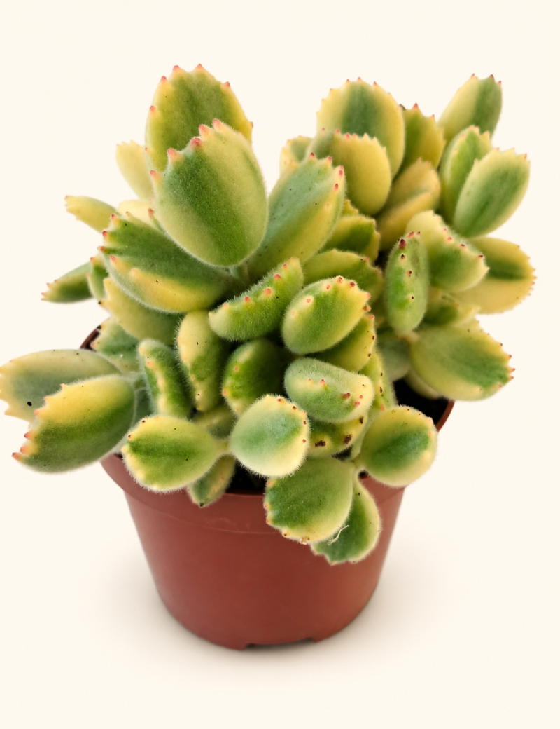 Cotyledon ladysmithiensis / Котиледон Ледисмитиенсис