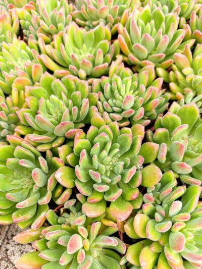 Ешеверия Анита / Echeveria Anita