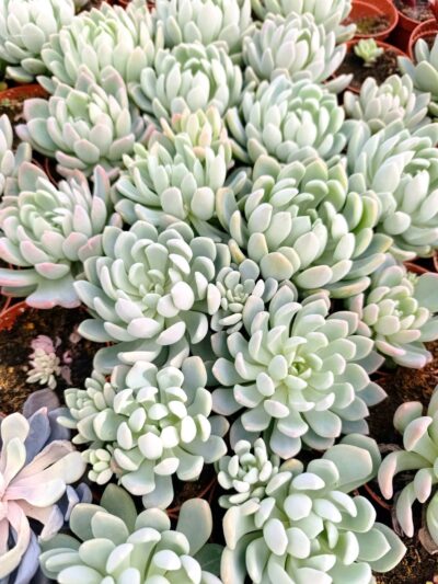 Ешеверия Нова / Echeveria Nova