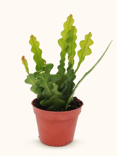 Epiphyllum anguliger / Епифилум Ангюлигер / Кактус „Рибена кост“