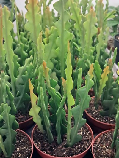 Epiphyllum anguliger