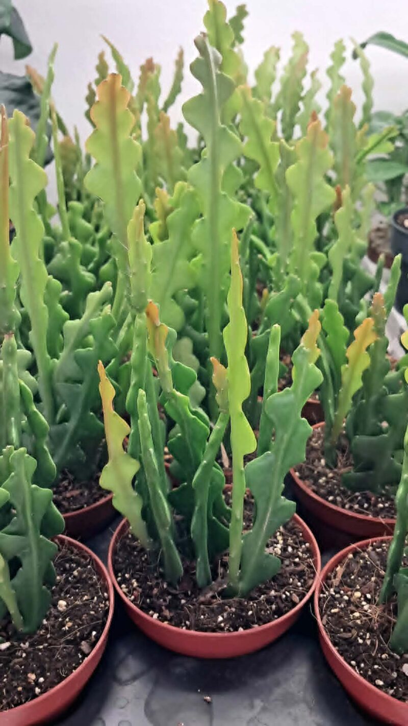 Epiphyllum anguliger / Епифилум Ангюлигер / Кактус „Рибена кост“
