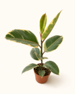 Фикус еластика Тинеке / Ficus elastica Tineke