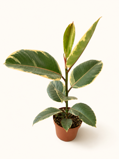 Фикус еластика Тинеке / Ficus elastica Tineke