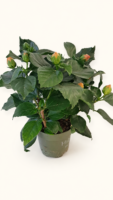 Hibiscus rosa-sinensis / Хибискус „Китайска роза“
