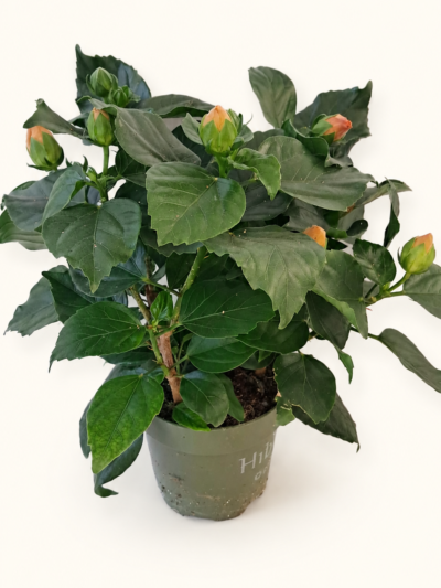 Hibiscus rosa-sinensis / Хибискус „Китайска роза“