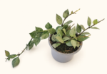 Hoya Arctic / Хоя Арктик