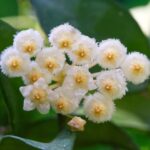 Hoya Arctic / Хоя Арктик