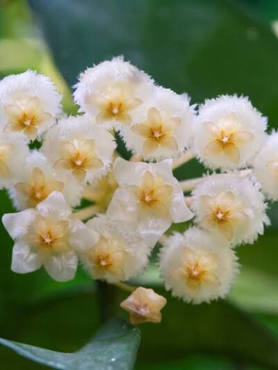 Hoya Arctic