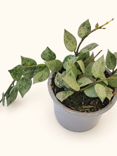 Hoya Arctic / Хоя Арктик