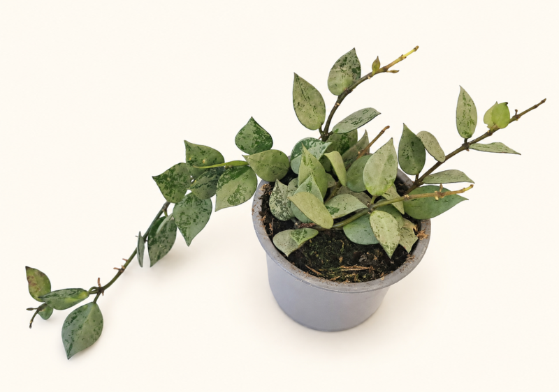 Hoya Arctic / Хоя Арктик
