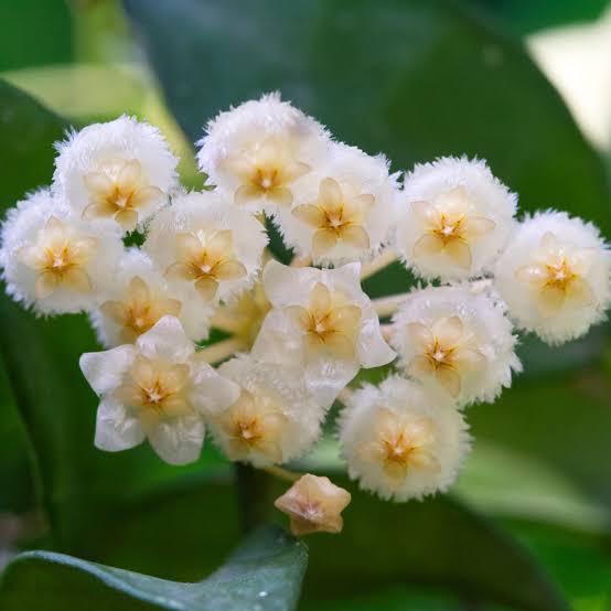Hoya Arctic / Хоя Арктик