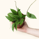 Hoya Rangsan / Хоя Рангсан