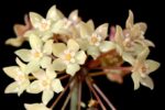 Hoya Rangsan / Хоя Рангсан