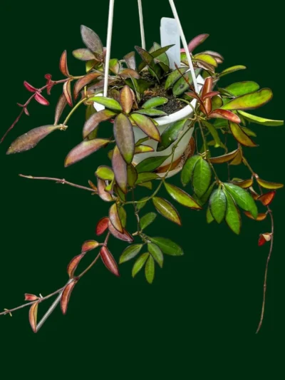 hoya-rosita-01