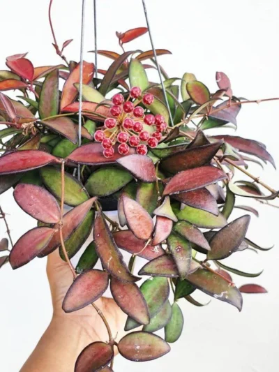 hoya-rosita-02