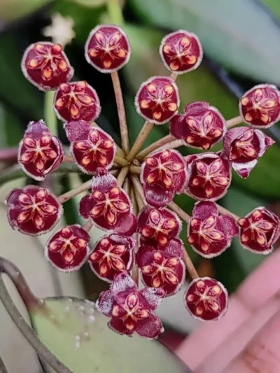 Hoya Rosita