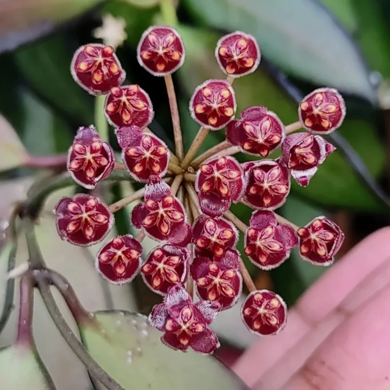 Hoya Rosita / Хоя Росита